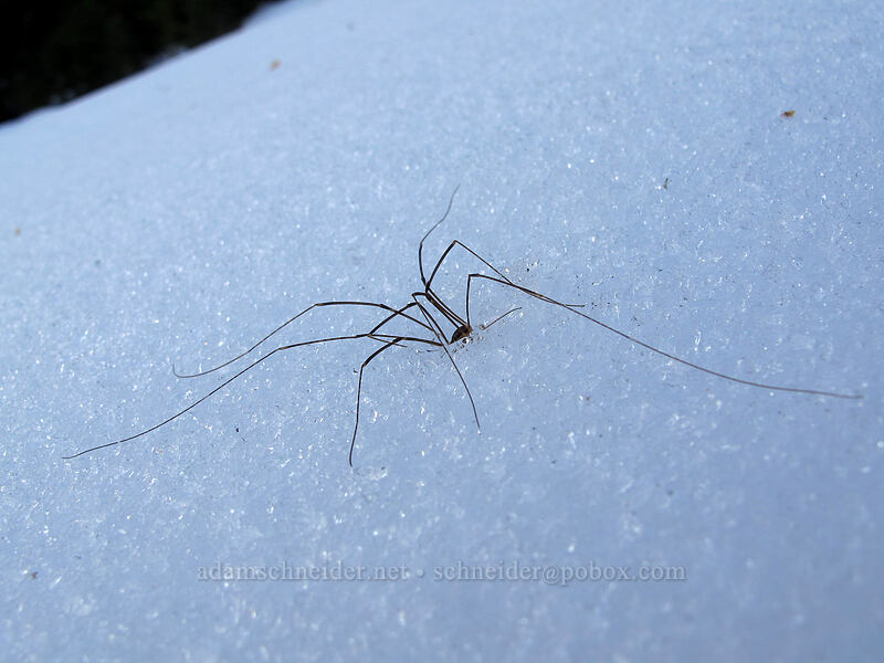 daddy-long-legs, dead on the snow [Bird Mountain, Indian Heaven Wilderness, Skamania County, Washington]