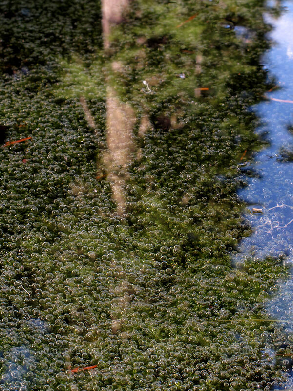 air bubbles trapped under ice [Indian Heaven Trail, Indian Heaven Wilderness, Skamania County, Washington]