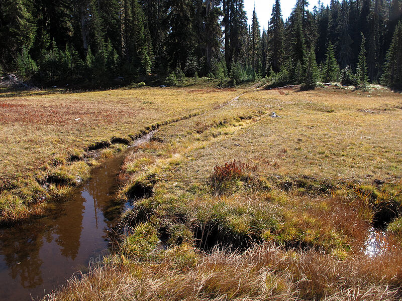 waterlogged trail [Indian Heaven Trail, Indian Heaven Wilderness, Skamania County, Washington]