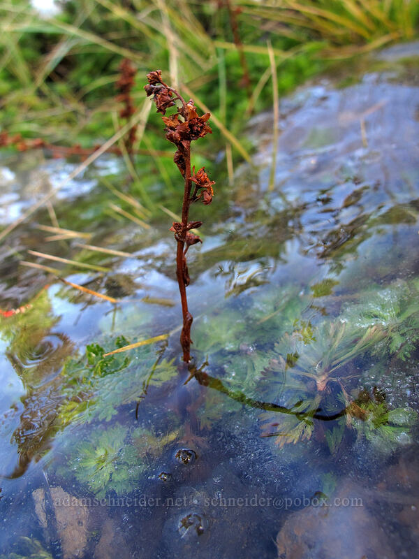 partridgefoot encased in ice (Luetkea pectinata) [Indian Heaven Trail, Indian Heaven Wilderness, Skamania County, Washington]