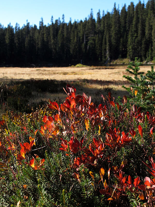 red huckleberry leaves (Vaccinium sp.) [Indian Heaven Trail, Indian Heaven Wilderness, Skamania County, Washington]