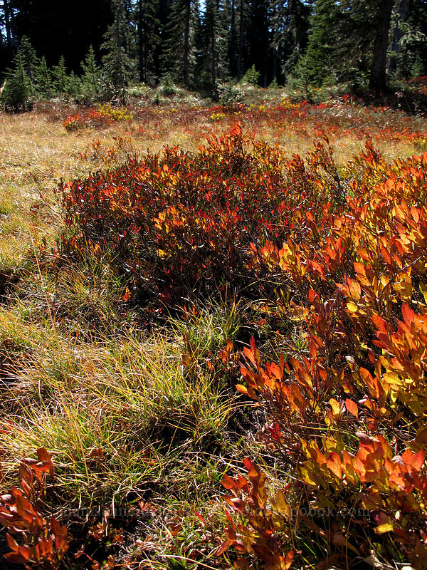 back-lit huckleberries [Indian Heaven Trail, Indian Heaven Wilderness, Skamania County, Washington]