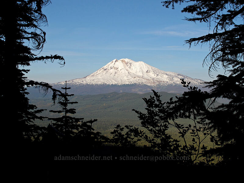 Mt. Adams [Cultus Creek Trail, Indian Heaven Wilderness, Skamania County, Washington]