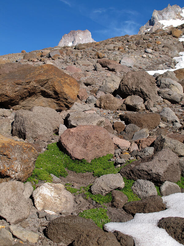 a little greenness [above Timberline Lodge, Mt. Hood National Forest, Clackamas County, Oregon]