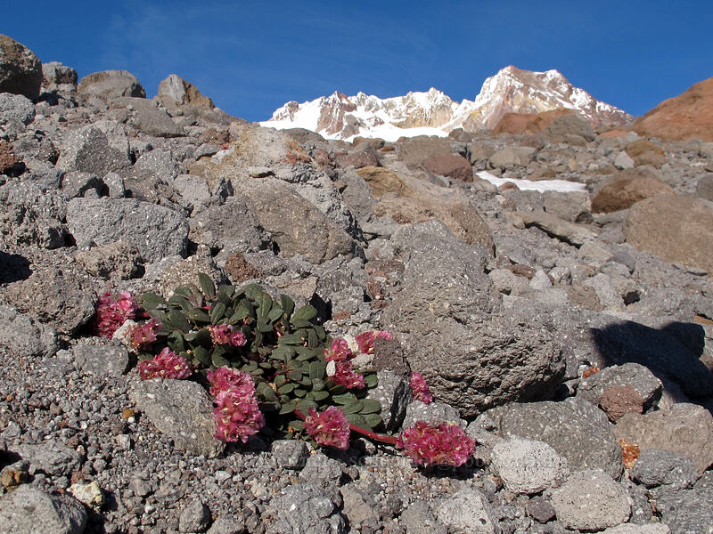 Mt. Hood pussypaws (Calyptridium umbellatum (Cistanthe umbellata)) [above Timberline Lodge, Mt. Hood National Forest, Clackamas County, Oregon]