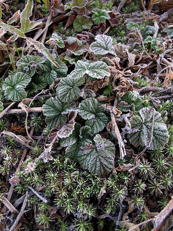 frosty bramble leaves (Rubus lasiococcus) [Norway Pass Trailhead, Gifford Pinchot National Forest, Skamania County, Washington]