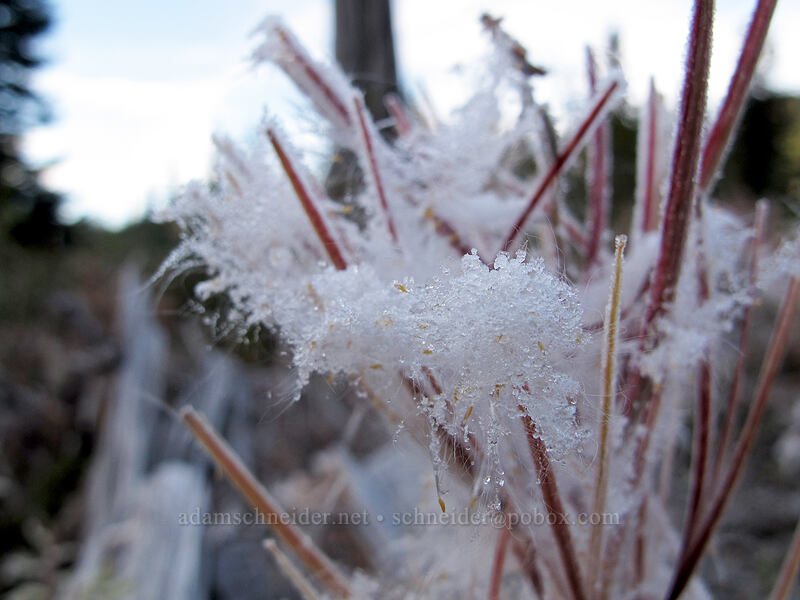 frost on fireweed seeds (Chamerion angustifolium (Chamaenerion angustifolium) (Epilobium angustifolium)) [Norway Pass Trailhead, Gifford Pinchot National Forest, Skamania County, Washington]