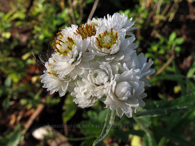 pearly everlasting (Anaphalis margaritacea) [Boundary Trail, Gifford Pinchot National Forest, Skamania County, Washington]