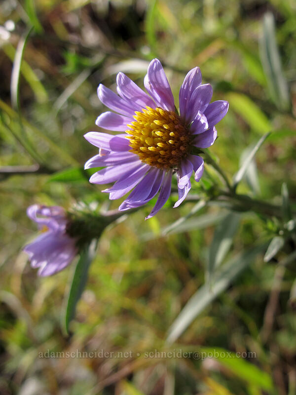 western mountain aster (Symphyotrichum spathulatum (Aster occidentalis)) [Boundary Trail, Mt. St. Helens National Volcanic Monument, Skamania County, Washington]