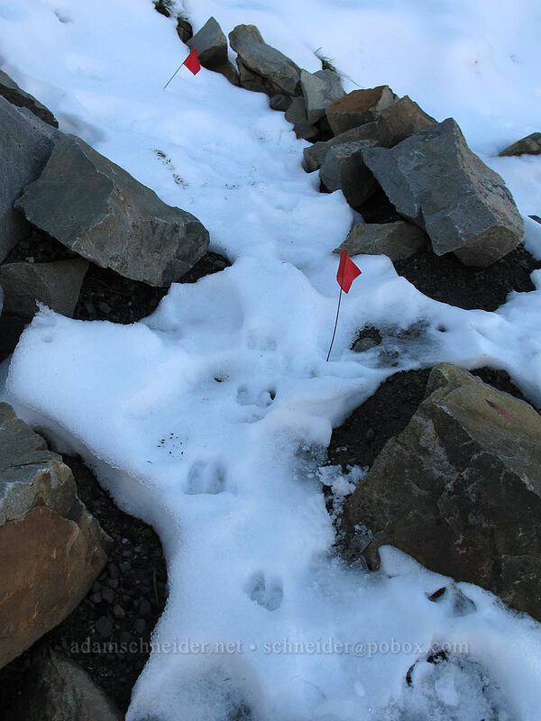 goat tracks & trail flags [Mt. Whittier Trail, Mt. St. Helens National Volcanic Monument, Skamania County, Washington]