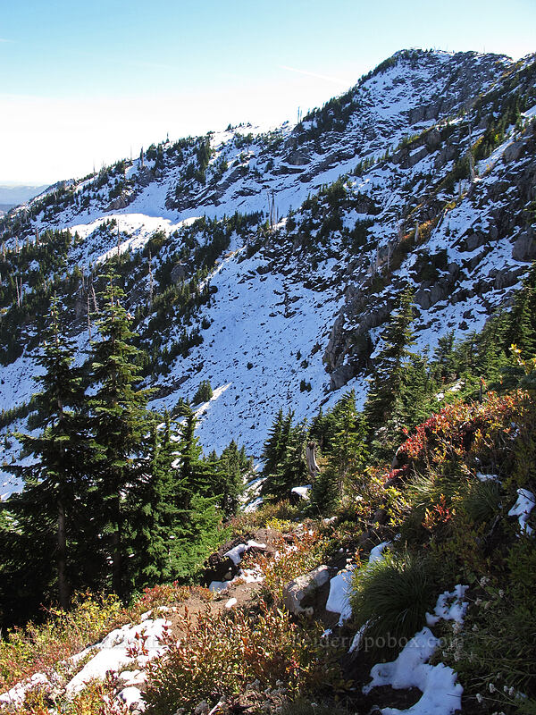 north side of Whittier Ridge [Mt. Whittier Trail, Mt. St. Helens National Volcanic Monument, Skamania County, Washington]