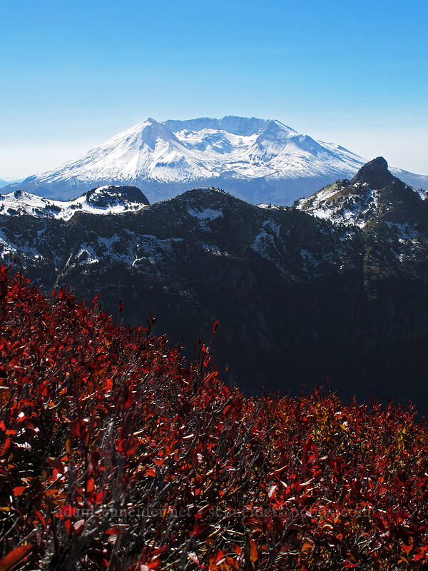 Mt. St. Helens & backlit huckleberry leaves [Mt. Whittier Trail, Mt. St. Helens National Volcanic Monument, Skamania County, Washington]