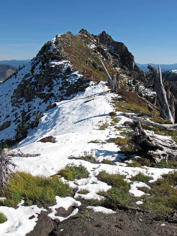 Mt. Whittier [Mt. Whittier Trail, Mt. St. Helens National Volcanic Monument, Skamania County, Washington]