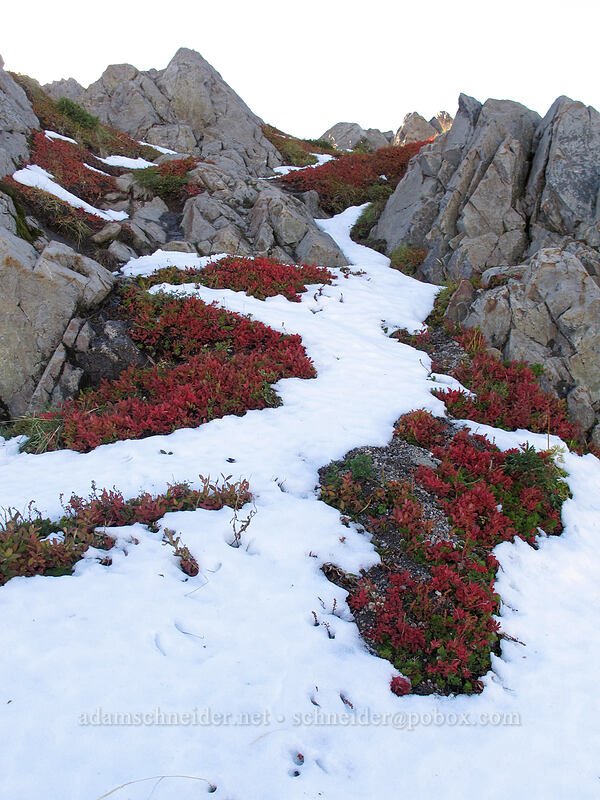 snow & huckleberry leaves [Mt. Teragram, Mt. St. Helens National Volcanic Monument, Skamania County, Washington]