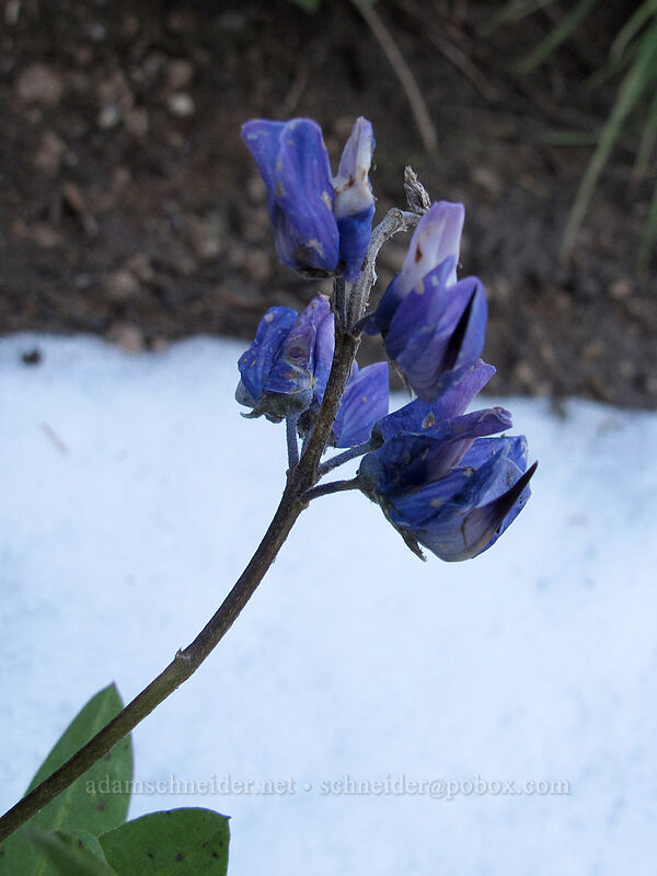 lupine & snow (Lupinus latifolius) [Boundary Trail, Mt. St. Helens National Volcanic Monument, Skamania County, Washington]