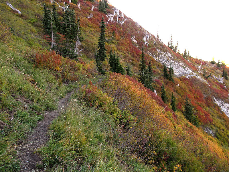 fall colors [Boundary Trail, Mt. St. Helens National Volcanic Monument, Skamania County, Washington]