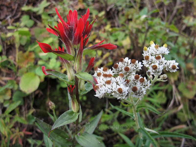 paintbrush & pearly everylasting (Castilleja miniata, Anaphalis margaritacea) [Boundary Trail, Gifford Pinchot National Forest, Skamania County, Washington]