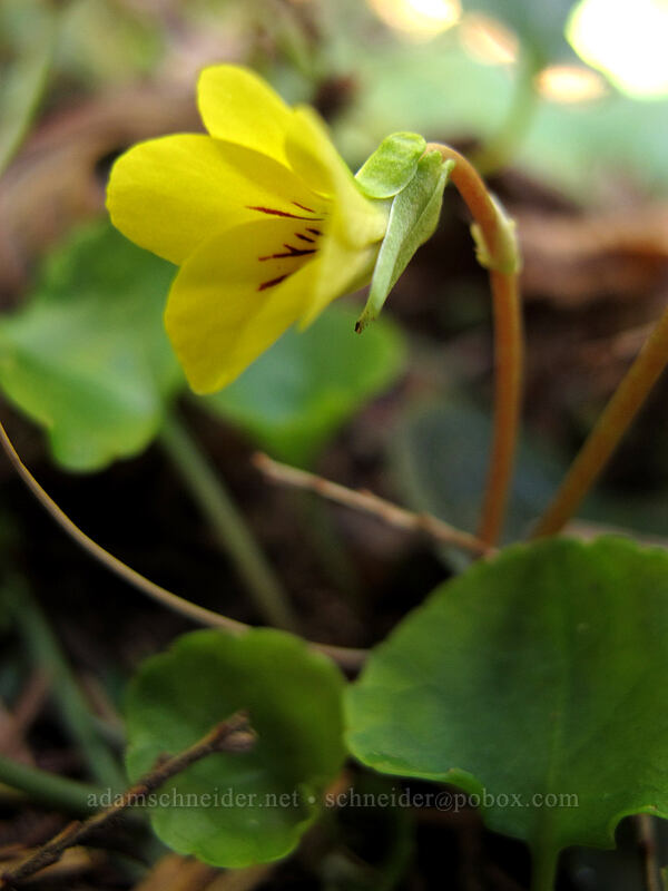 evergreen violet (Viola sempervirens) [Cape Falcon Trail, Oswald West State Park, Tillamook County, Oregon]