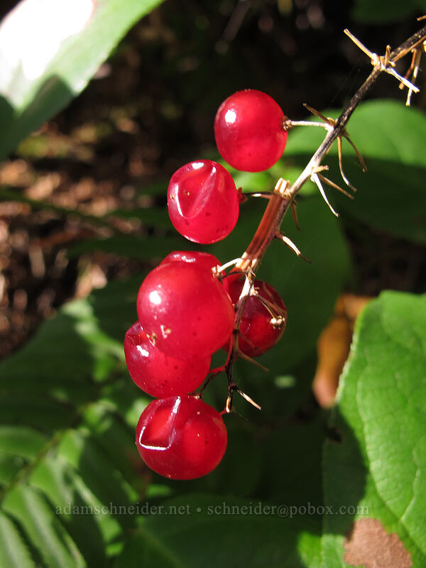 false solomon's-seal berries (Maianthemum racemosum ssp. amplexicaule (Smilacina racemosa)) [Cape Falcon, Oswald West State Park, Tillamook County, Oregon]