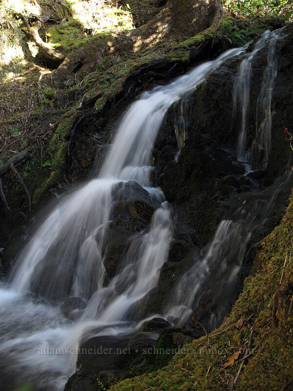 waterfall below the trail [Cape Falcon, Oswald West State Park, Tillamook County, Oregon]