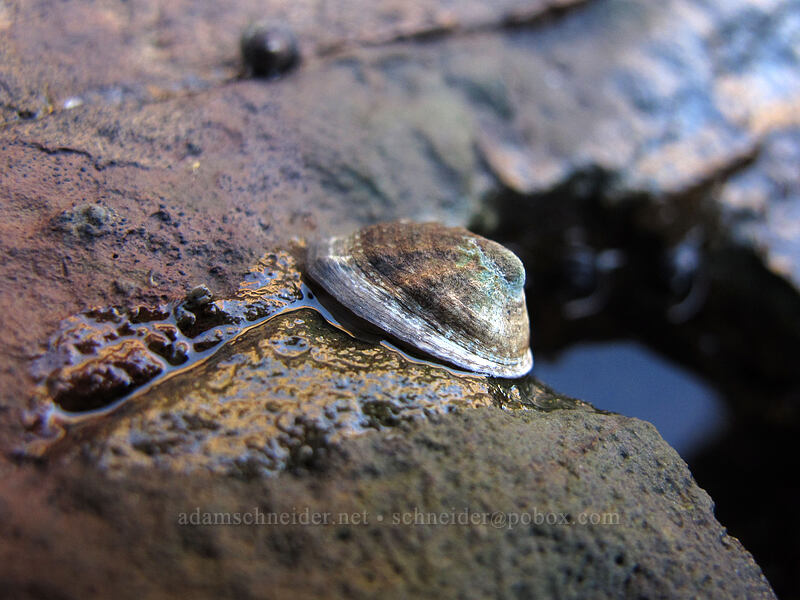 limpet [Cape Falcon, Oswald West State Park, Tillamook County, Oregon]