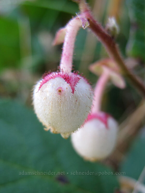 salal flowers (Gaultheria shallon) [Cape Falcon Trail, Oswald West State Park, Tillamook County, Oregon]