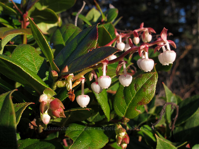 salal flowers (Gaultheria shallon) [Cape Falcon Trail, Oswald West State Park, Tillamook County, Oregon]