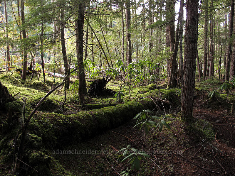 mossy semi-open forest [Pacific Crest Trail, Mt. Hood National Forest, Clackamas County, Oregon]
