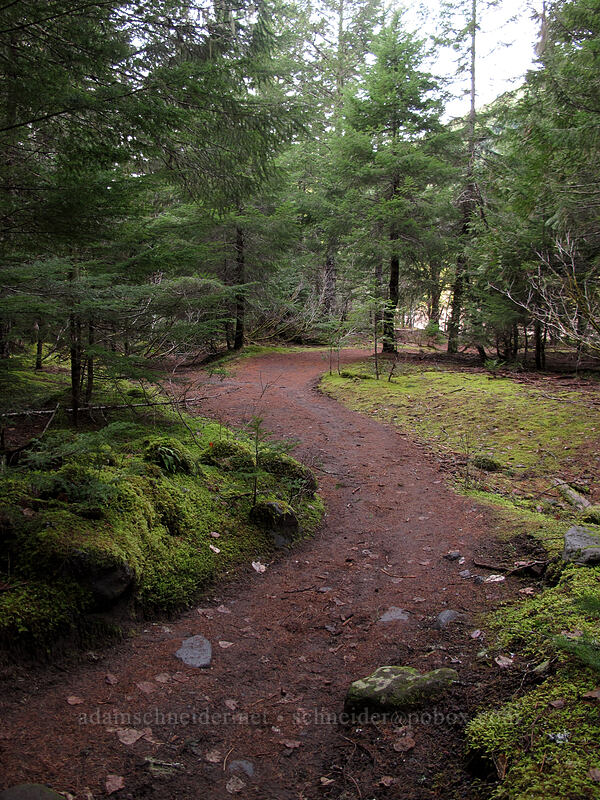 winter trail [Sandy River Trail, Mt. Hood National Forest, Clackamas County, Oregon]