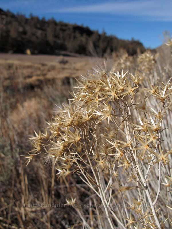 last year's wildflowers [River Trail, Smith Rock State Park, Deschutes County, Oregon]
