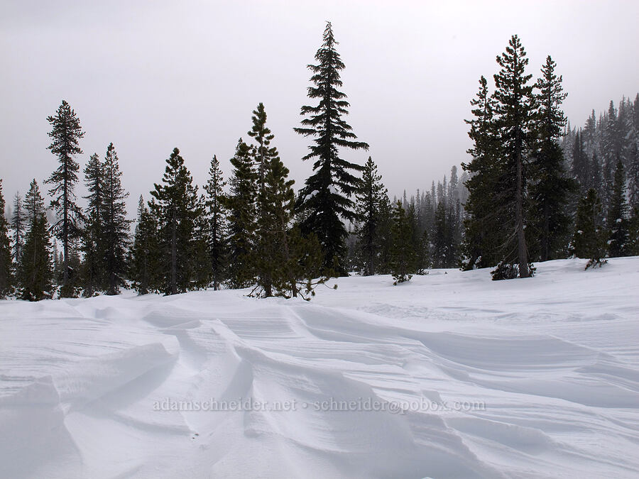 wind-sculpted snow [White River Canyon, Mt. Hood National Forest, Hood River County, Oregon]