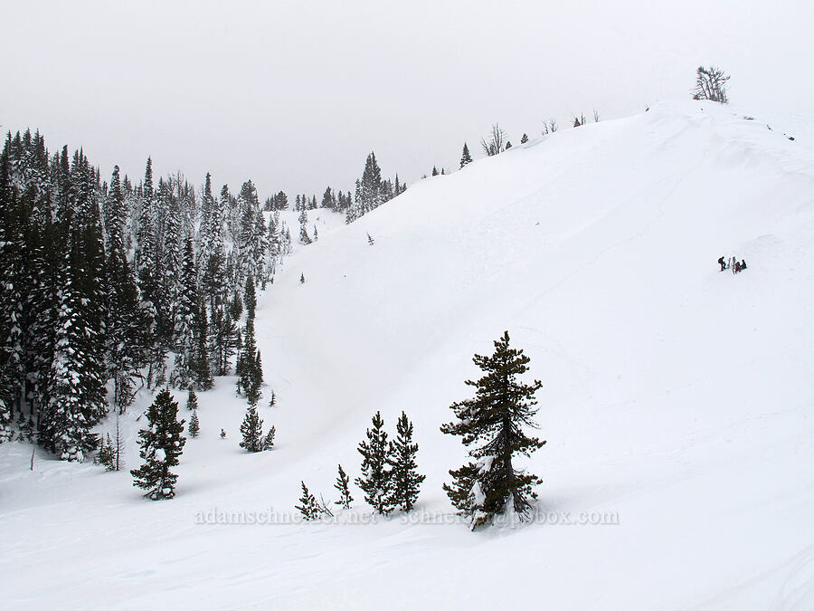 steep gully [White River Canyon, Mt. Hood National Forest, Hood River County, Oregon]