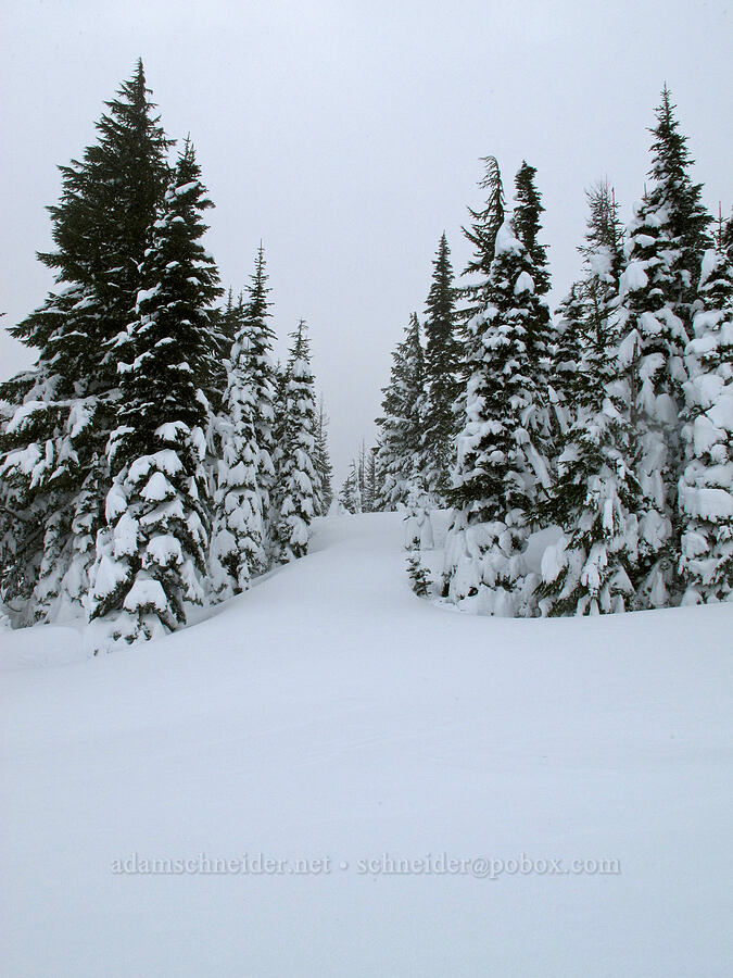 fresh powder [Pacific Crest Trail, Mt. Hood National Forest, Hood River County, Oregon]