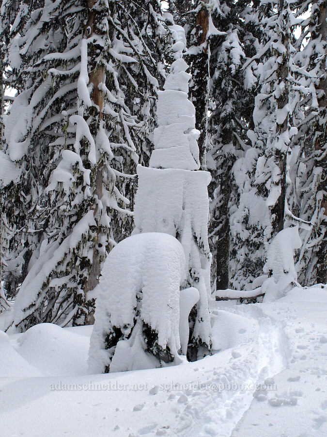 wedding-cake snow [Boy Scout Ridge, Mt. Hood National Forest, Hood River County, Oregon]