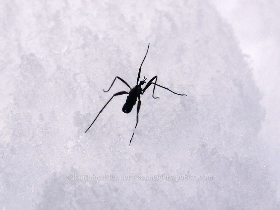 snow fly (Chionea sp.) [Boy Scout Ridge, Mt. Hood National Forest, Hood River County, Oregon]