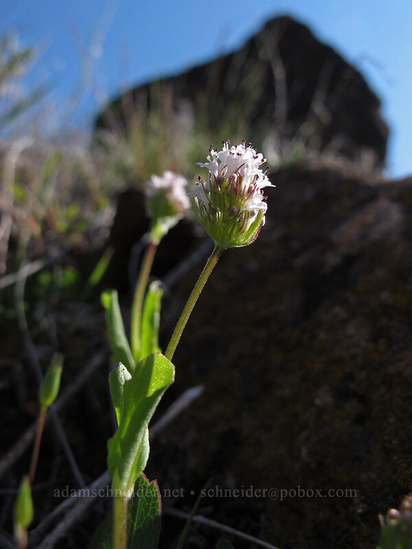 white plectritis (Plectritis macrocera) [Ferry Springs Trail, Deschutes River State Recreation Area, Sherman County, Oregon]
