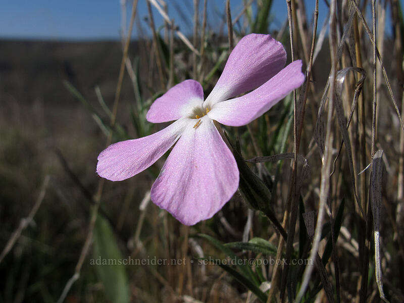 long-leaf phlox (Phlox longifolia) [Ferry Springs Trail, Deschutes River State Recreation Area, Sherman County, Oregon]