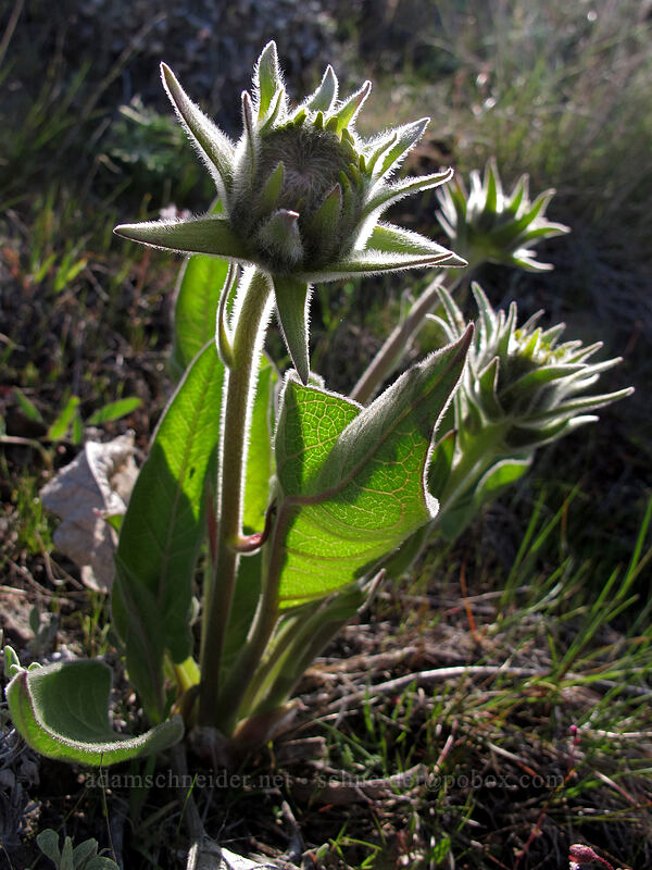 balsamroot, budding (Balsamorhiza sp.) [Ferry Springs Trail, Deschutes River State Recreation Area, Sherman County, Oregon]