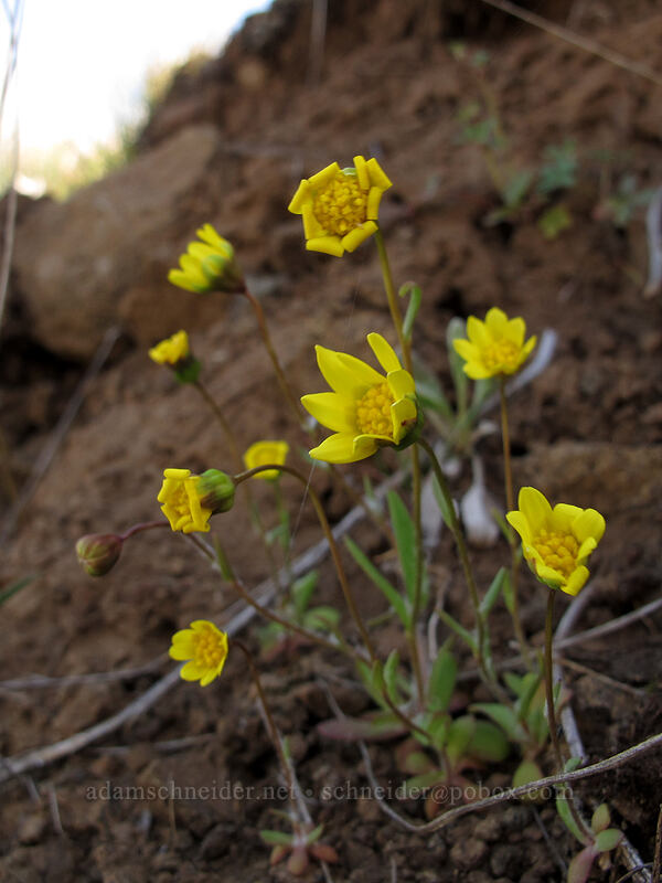 gold stars (Crocidium multicaule) [Ferry Springs Trail, Deschutes River State Recreation Area, Sherman County, Oregon]