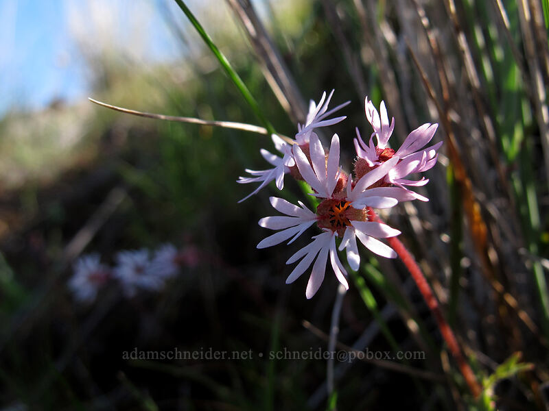 prairie stars (Lithophragma sp.) [Ferry Springs Trail, Deschutes River State Recreation Area, Sherman County, Oregon]