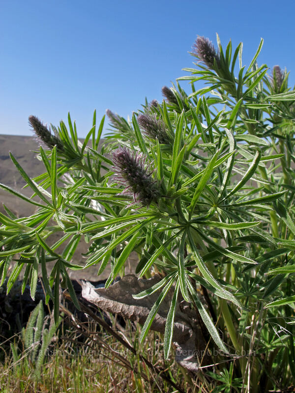 Bingen lupines, budding (Lupinus bingenensis (Lupinus sulphureus ssp. subsaccatus)) [Ferry Springs Trail, Deschutes River State Recreation Area, Sherman County, Oregon]