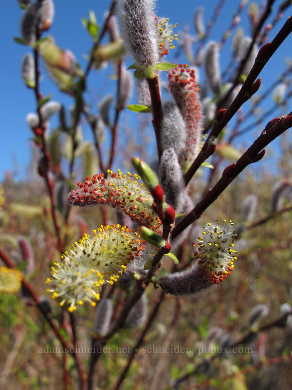 MacKenzie's willow (Salix prolixa) [Ferry Springs, Deschutes River State Recreation Area, Sherman County, Oregon]