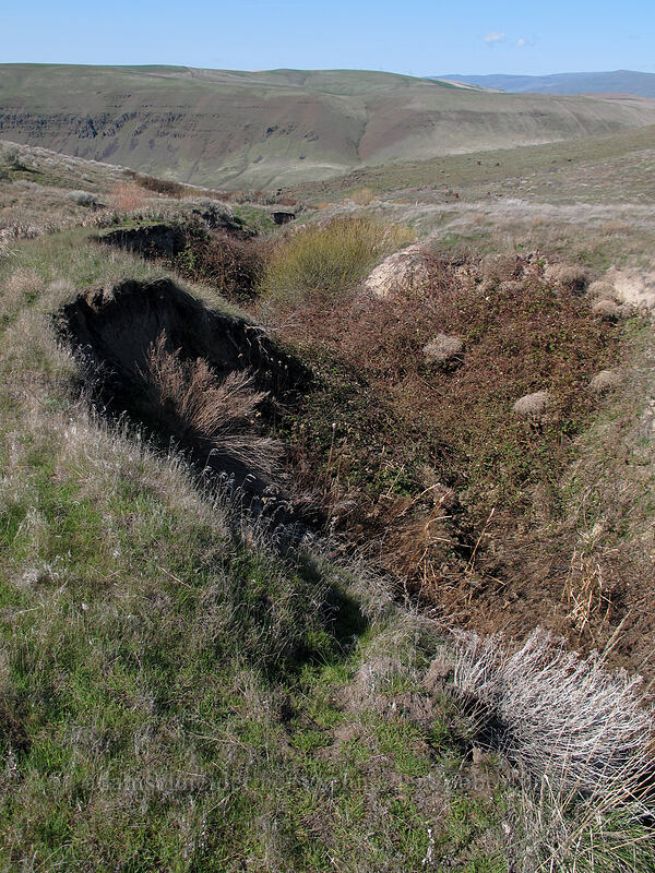Ferry Springs [Ferry Springs, Deschutes River State Recreation Area, Sherman County, Oregon]