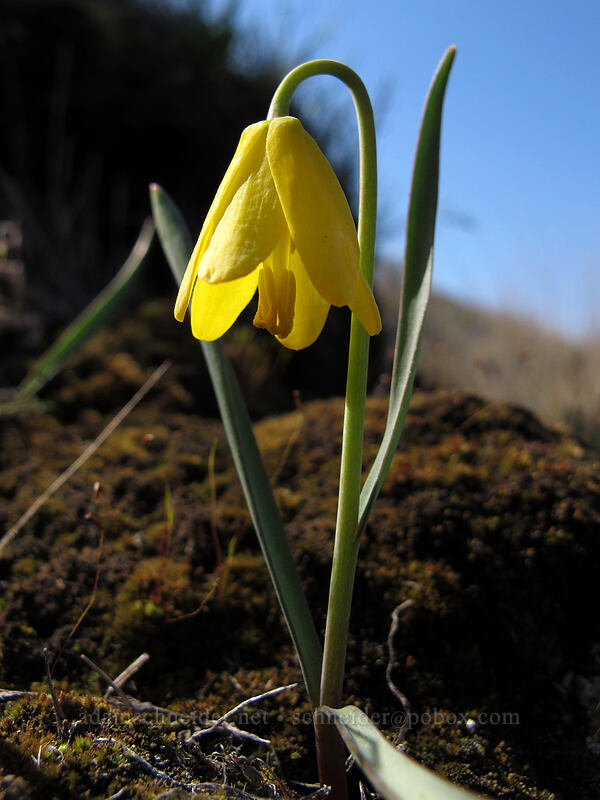 yellow bells (Fritillaria pudica) [Ferry Springs Trail, Deschutes River State Recreation Area, Sherman County, Oregon]