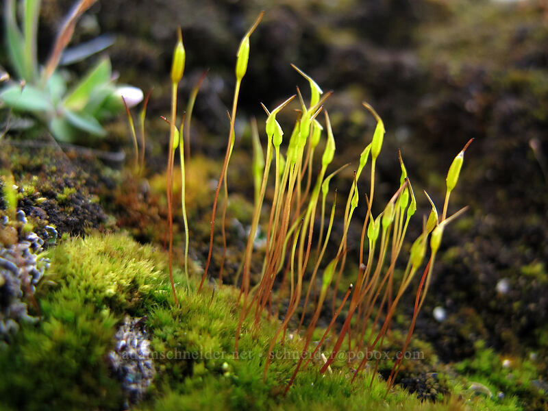moss fruiting bodies [Ferry Springs Trail, Deschutes River State Recreation Area, Sherman County, Oregon]