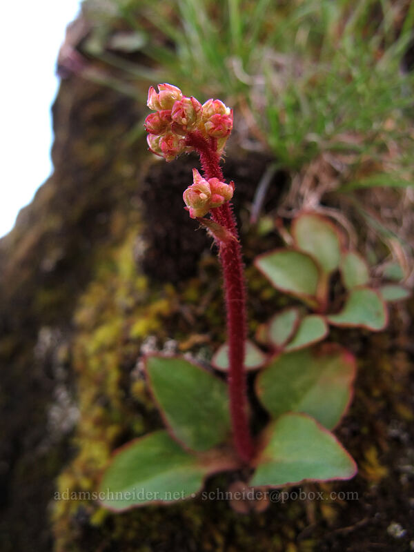 saxifrage (Micranthes sp. (Saxifraga sp.)) [Ferry Springs Trail, Deschutes River State Recreation Area, Sherman County, Oregon]