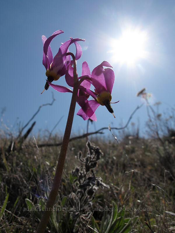 desert shooting star (Dodecatheon conjugens (Primula conjugens)) [Ferry Springs Trail, Deschutes River State Recreation Area, Sherman County, Oregon]