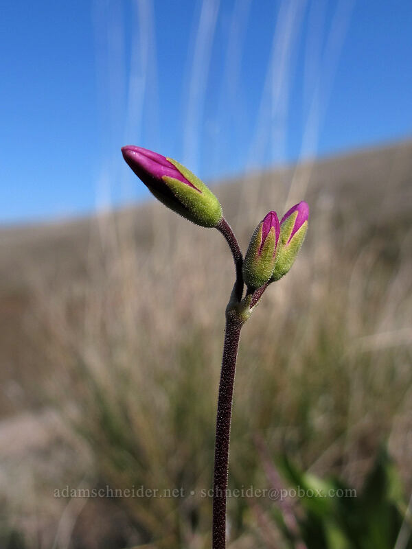 Cusick's shooting star (Dodecatheon cusickii (Primula pauciflora var. cusickii)) [Ferry Springs Trail, Deschutes River State Recreation Area, Sherman County, Oregon]