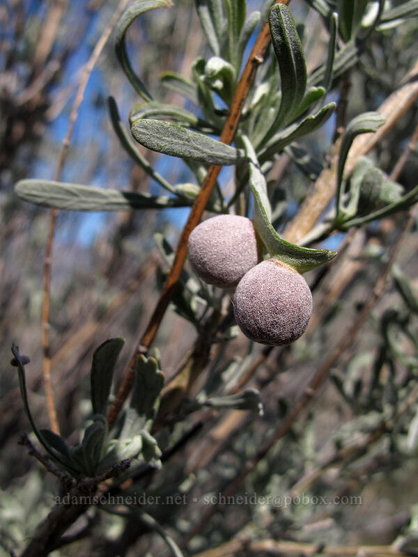 sagebrush sponge galls (Rhopalomyia pomum, Artemisia tridentata) [Ferry Springs Trail, Deschutes River State Recreation Area, Sherman County, Oregon]