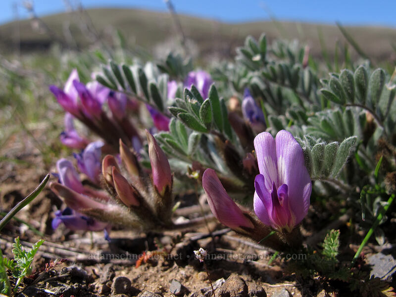 woolly-pod milkvetch (Astragalus purshii) [Riverview Trail, Deschutes River State Recreation Area, Sherman County, Oregon]